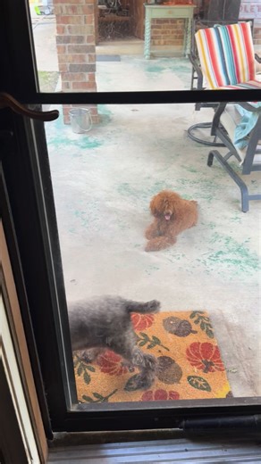 This is what my doorbell sounds and looks like lol 😂 | Poetry Poodles