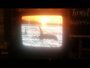 Closing to Free Willy 1993 VHS