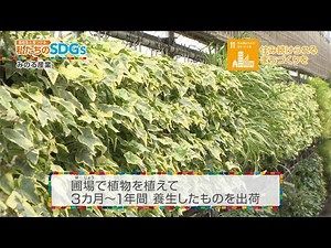 高校生と見つける、私たちのSDGs vol.165「壁面緑化で街に緑を(3)」
