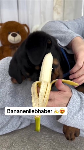 Exploring Germany's Banana Lovers Community