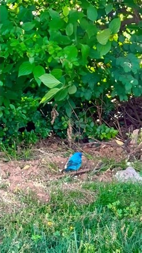 Bright Blue Indigo Bunting Bird 🐦 💙❤️ #birdwatching #wildlife