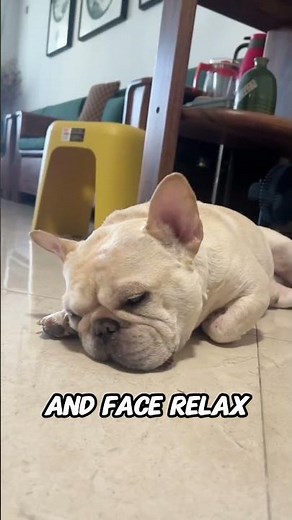 Why Dogs Snore While Sleeping (It’s More Normal Than You Think)