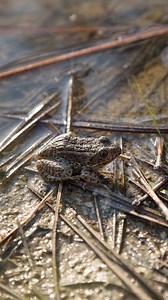 2.2K views · 48 reactions | The Carolina gopher frog was once found...