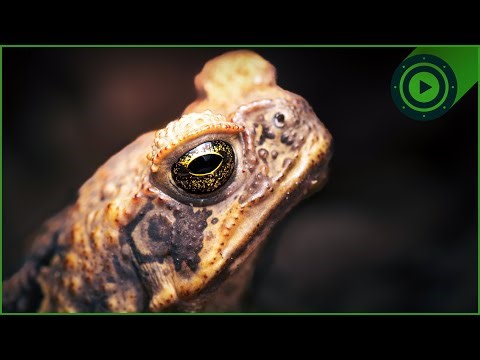 Cane Toad vs. Australia: How One Invasive Species Conquered a Continent