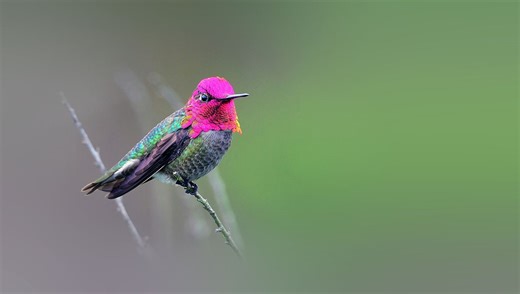 There's Only One Bird That Can Truly Fly Backwards