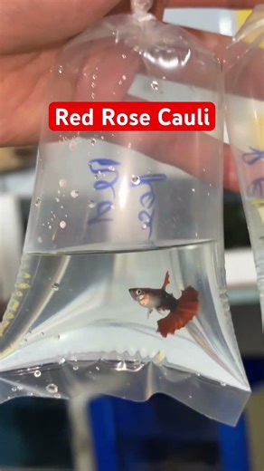 Red Rose cauli, vây lưng xếp li như đoá hoa hồng. #guppy #cabaymau #anhnuoica