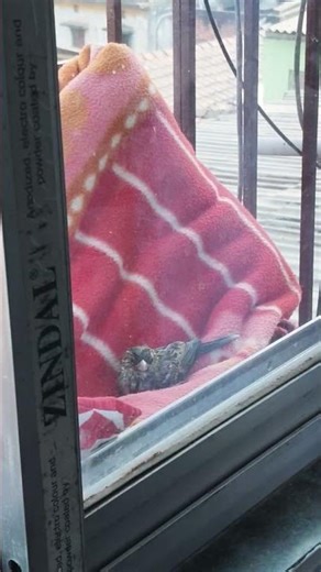 Birds 🐦#birds #animals #fly #shorts