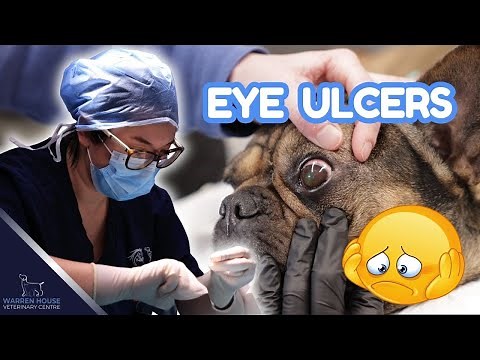 Eye Ulcer in Dogs: Symptoms and treatment