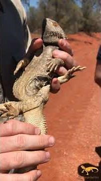 Blood sampling a wild central bearded dragon (Pogona vitticeps)