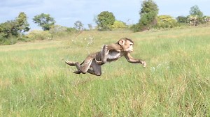 55K views · 473 reactions | my goodness! yen frog style run back mom after follow bella leaving mom far, | Little Dalton | Facebook