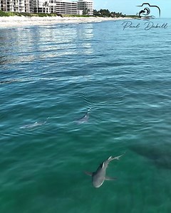 Watch what happens when these Lemon Sharks approach a swimmer at a Florida beach | Paul Dabill Photography