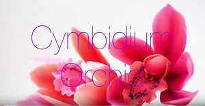 17K views · 162 reactions | To celebrate ChokoLate's 4th birthday! Here is my Modeling Chocolate Cymbidium Orchid VIDEO TUTORIAL. Hope you enjoy! | ChokoLate Designs | Facebook