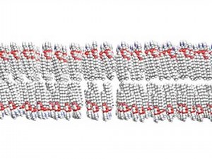 Animation of a Fluid Lipid Bilayer