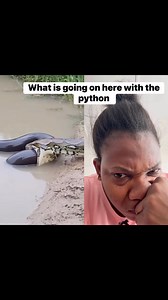 5.9K views · 18 reactions | The python could not contain it. The shocking is too high #fypシ゚viralシ #trouble #snake #awareness | Ngozi Ojiugo Okenwa | Facebook