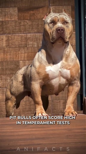 Pitbulls: Dangerous or Just Misjudged?