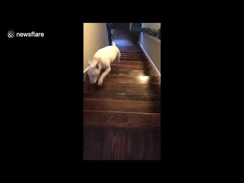 Hilarious moment fearless dog launches itself down stairs instead of walking