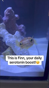 Does Finn make your day better? | Grant Chase