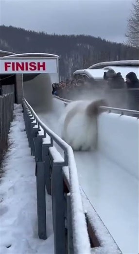 Cat Crosses the Finish Line on Ice 🏁❄️ #cat #ice #winter #funnyanimals