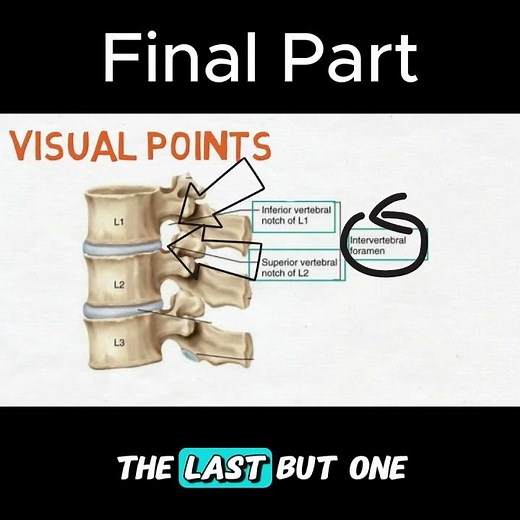 Parts of a Typical Vertebra Explained Simply | Final Part #anatomy #doctor #mbbs