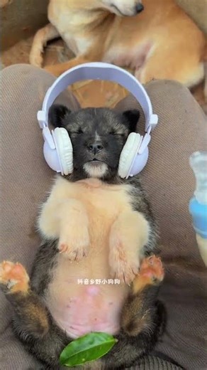 The dream of freedom was awakened by milk. Pastoral dog puppy. Chinese pastoral dog dog puppy.