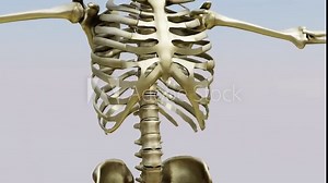 Human skeleton, bone analysis, joint, medical screen, human anatomy, computer anatomy, body skeleton, medically accurate illustration of the human skeleton, 3d render