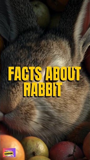 HOP HOP.RABBIT.. easter egg #facts #random #bunny #rabbit #animals #animalshorts #information #data