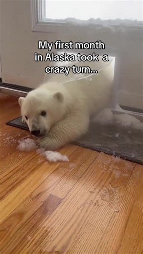 Heartwarming Polar Bear Encounter in Alaska