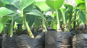 Producing healthy plantain and banana suckers