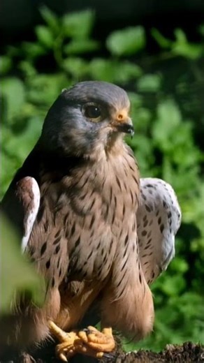 nature | Falcon | Hawk | bird | forest | beautiful scenery | relaxing clip | PT 7 | EP 2 |🦅🏞️🌄🤩😍🥰❤️💕