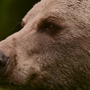 Jetzt VIER PFOTEN auf WhatsApp folgen! 🐾 | VIER PFOTEN