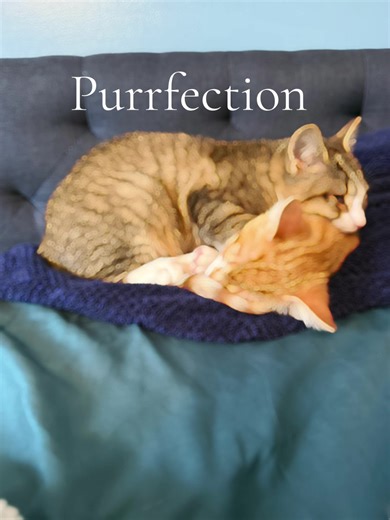 Cute kittens purring #kittens #cutekittens #purring #kittensoftiktok #catssleeping