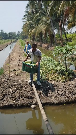 Harvesting Watermelons in a Scenic Rural Setting