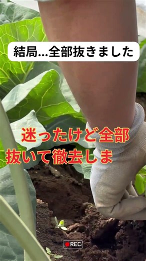 【結末】キャベツ畝のジャガイモ、結局全部抜きました