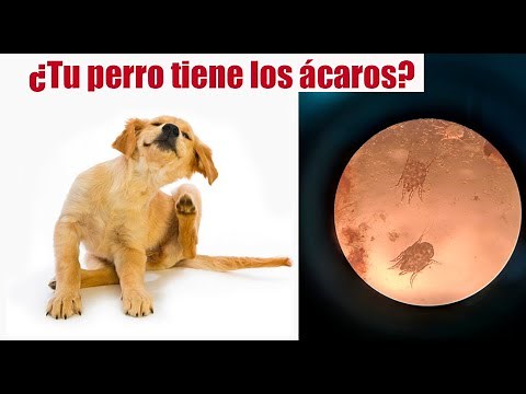 ¿Cómo combatir los ácaros de perro rápido?