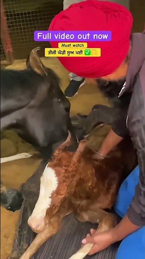 Bhut wait c ehdi ✅📈 @adab_stallionz #horse #chkrment #animals #horse