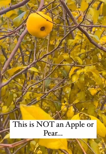 木瓜与鸳鸯果的药用价值