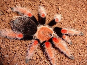 Brachypelma boehmei - Alchetron, The Free Social Encyclopedia