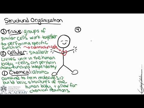 Overview of the Human Body