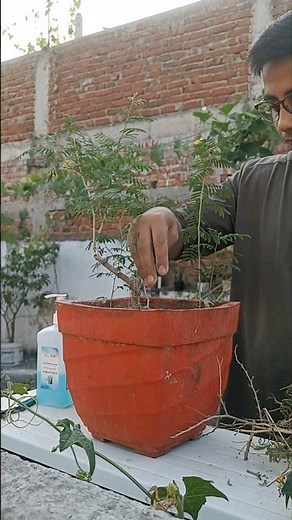 71.shami plant / tips to grow shami plant / complete care