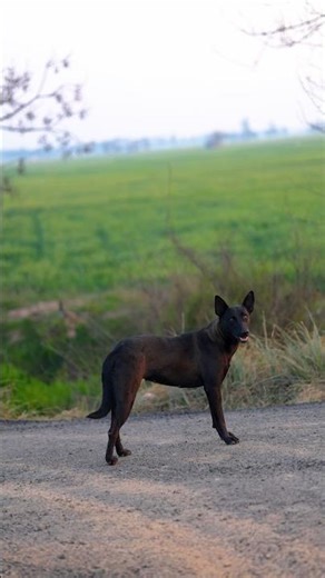 A Dark Dog Explores the Countryside at Sunset