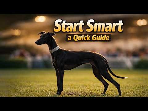 The Truth About Greyhounds: Calm, Sensitive… and Faster Than You Think