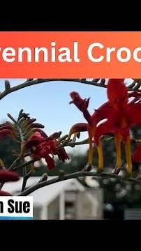 Crocosmia: What is it and how to grow it