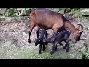 Chèvres Alpines des Tourelles - Entre 2 averses, les chevreaux en profitent pour jouer