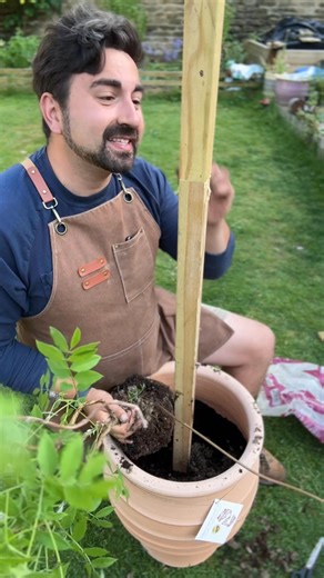 218K views · 1.8K reactions | Unlock the secret to a breathtaking garden with a DIY wisteria umbrella or parasol! Training wisteria has never been easier, especially with the stunning amethyst falls variety that thrives in pots. Check out my beginner-friendly gardening tips to learn how to grow gorgeous wisteria up a trellis or tree. #gardeningtips #gardeningforbeginners #gardener #wisteria #gardeningideas | Gardening with Ish | Facebook