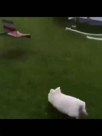 Exploring the Riddim Dubstep Scene