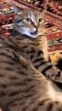 ❌ TRY NOT TO LAUGH: Impossible Cat Edition 😹