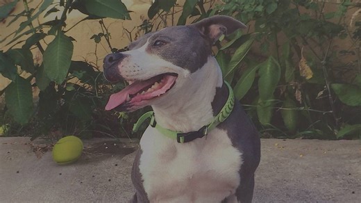 IRA, na linha da frente pela defesa dos animais: do resgate de Kira a aliado da Proteção Civil