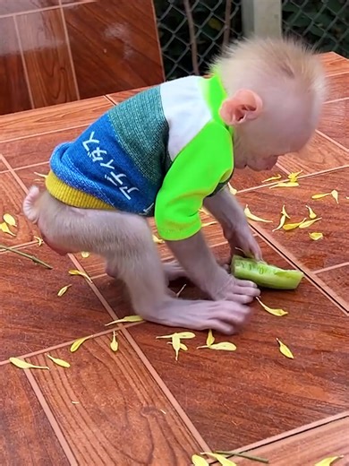 #babymonkey #kingmonkey baby monkey 🙈 love ❤️ bananas 🍌 (35)