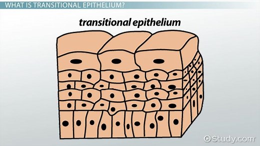 Transitional Epithelium | Function, Location & Characteristics