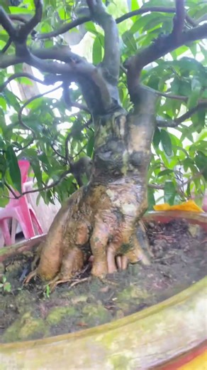 Bonsai plum tree #bonsai #bonsaitree #indoor plants #landscape plants